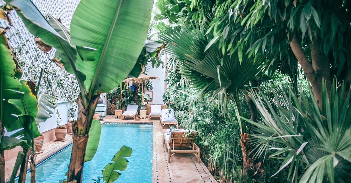 Hotel Pool FAQ and Etiquette - Green tropical plants with lush foliage growing around swimming pool at terrace of hotel