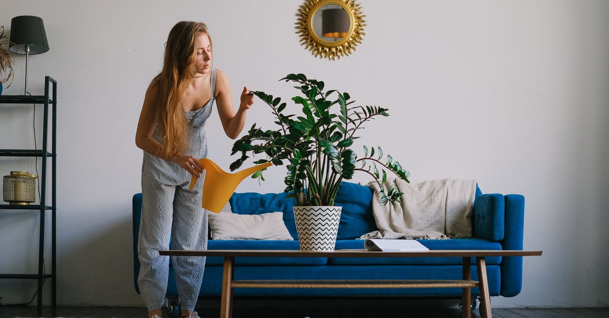 How can AA elite members get upgraded on a domestic codeshare? - Full body of lady standing at couch while watering plant in pot with can on table at home