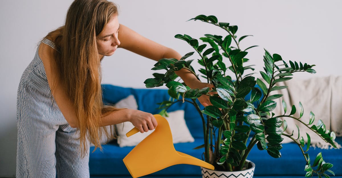 How can AA elite members get upgraded on a domestic codeshare? - Female using can while caring about plant with green leaves in pot on table in house