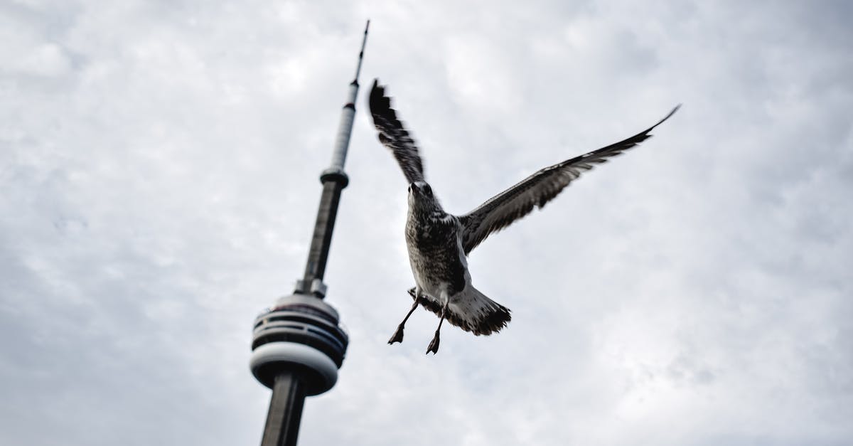 How can I convince someone that flying is safe? [duplicate] - Brown Bird Flying over the Tower