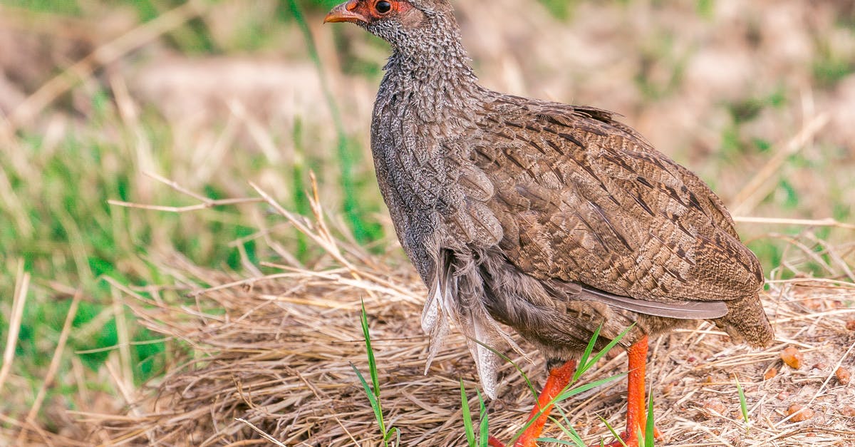 How can I find small resorts in Puerto Rico or the Dominican Republic? - Side view of single wild partridge with brown plumage walking on ground with dry grass in pasture in countryside