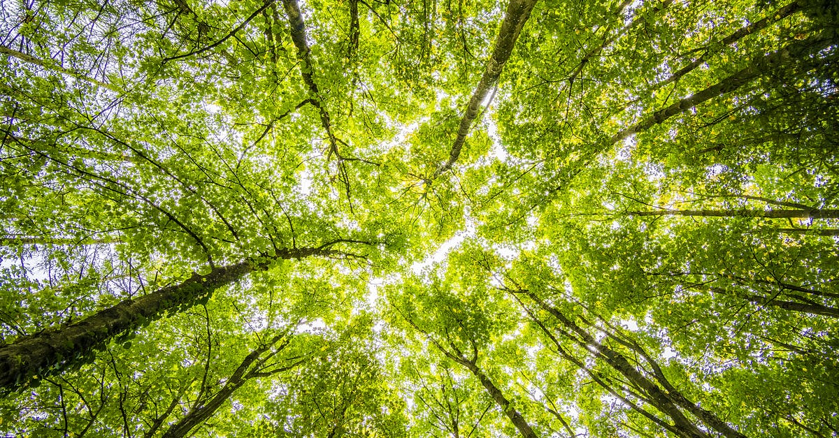 How can I get from Sausalito to Muir Woods on Friday? - Worms Eyeview of Green Trees