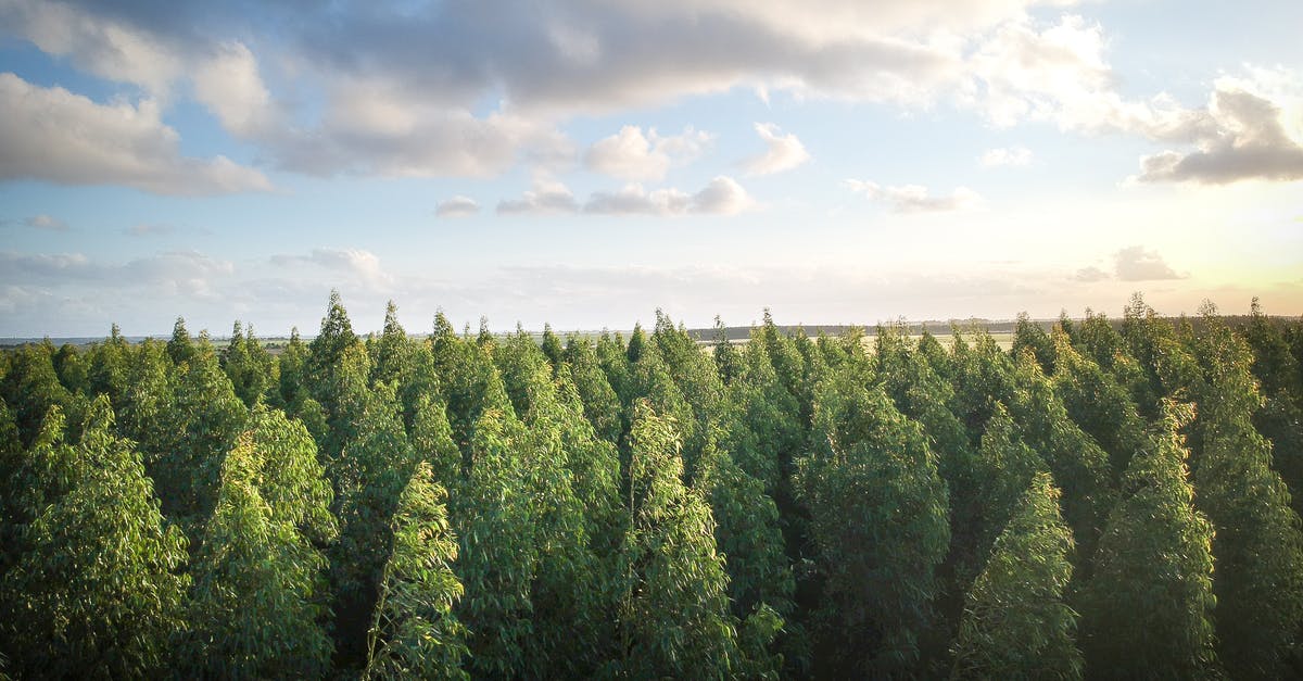 How can I get from Sausalito to Muir Woods on Friday? - Green Pine Trees