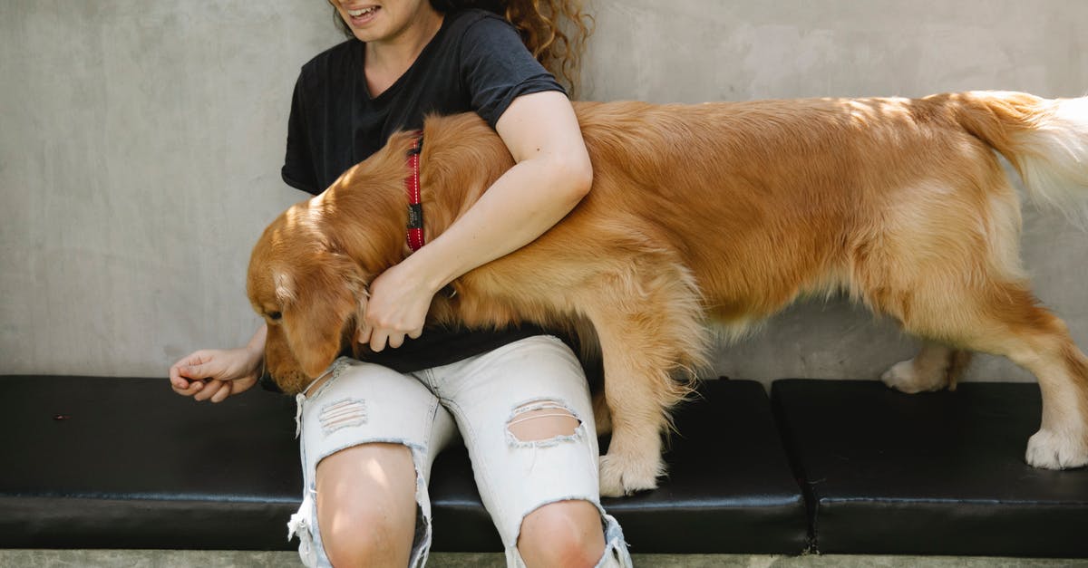 How can I search for French trains (only - no buses)? - Crop delighted woman smiling and hugging Golden Retriever dog smelling treats in hand during training on bench on sunny summer day