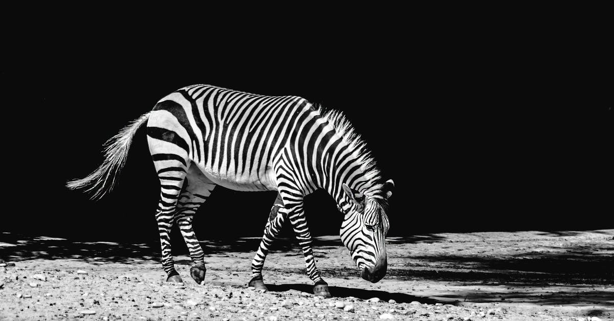 How close to the animals are the walking trails at San Diego Zoo Safari Park? - Grayscale Photography of Zebra