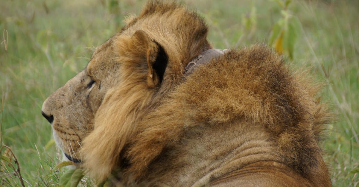 How dangerous is Bratislava for pedestrians? - Lion Lying on Green Grass