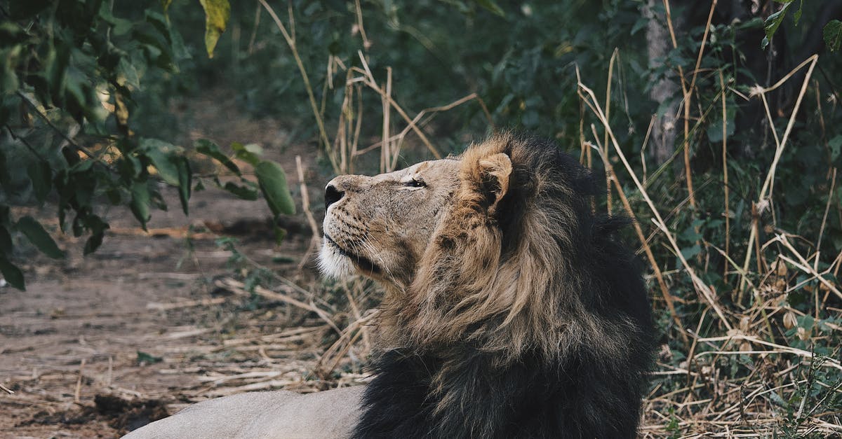 How dangerous is Bratislava for pedestrians? - Brown Lion Lying on Ground