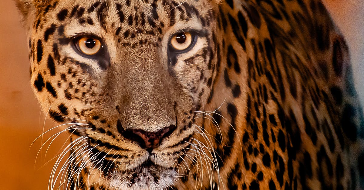 How dangerous is Bratislava for pedestrians? - Brown and Black Leopard in Close Up Photography