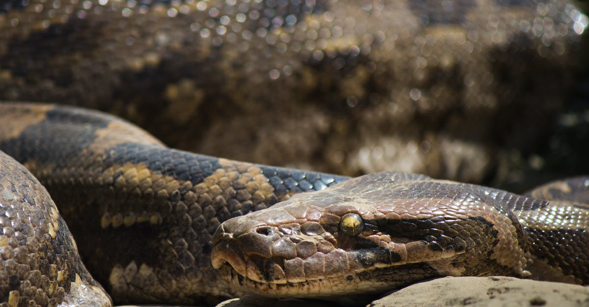 How dangerous is Bratislava for pedestrians? - Free stock photo of python, snake