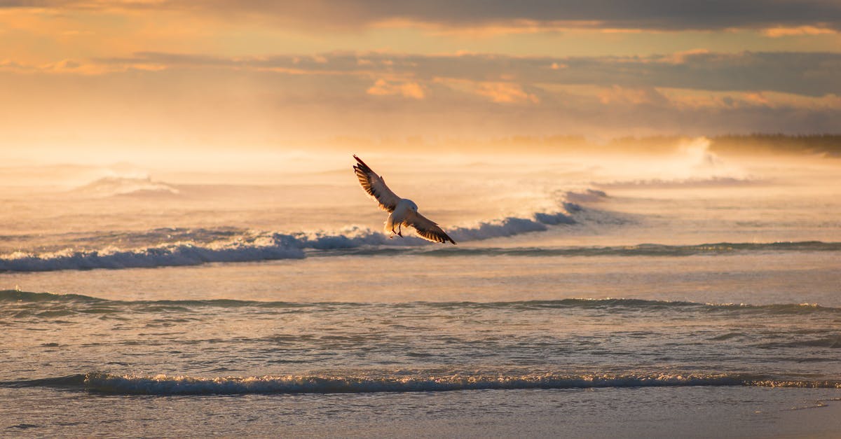 How do hotels choose which flag to fly over the entrance? - Bird Flying Over Rolling Ocean Waves