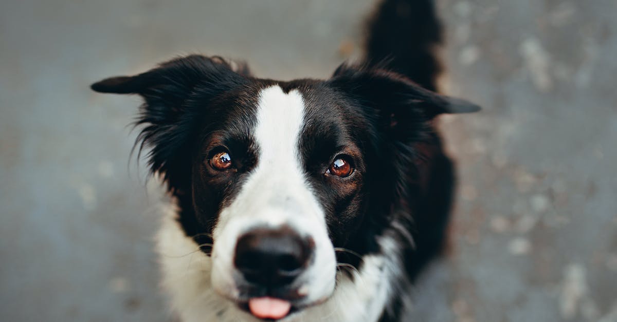 How do Schengen borders work? [duplicate] - Short-coated Black and White Dog on Ground