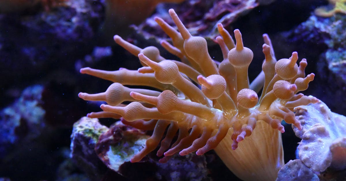 How does the scuba diving compare between Coffs Harbour and Byron Bay? - White Sea Anemone