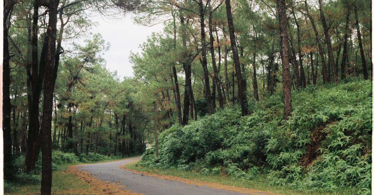 How does the weather compare between Bali and Vietnam in April? - Photography of Road Between Forest