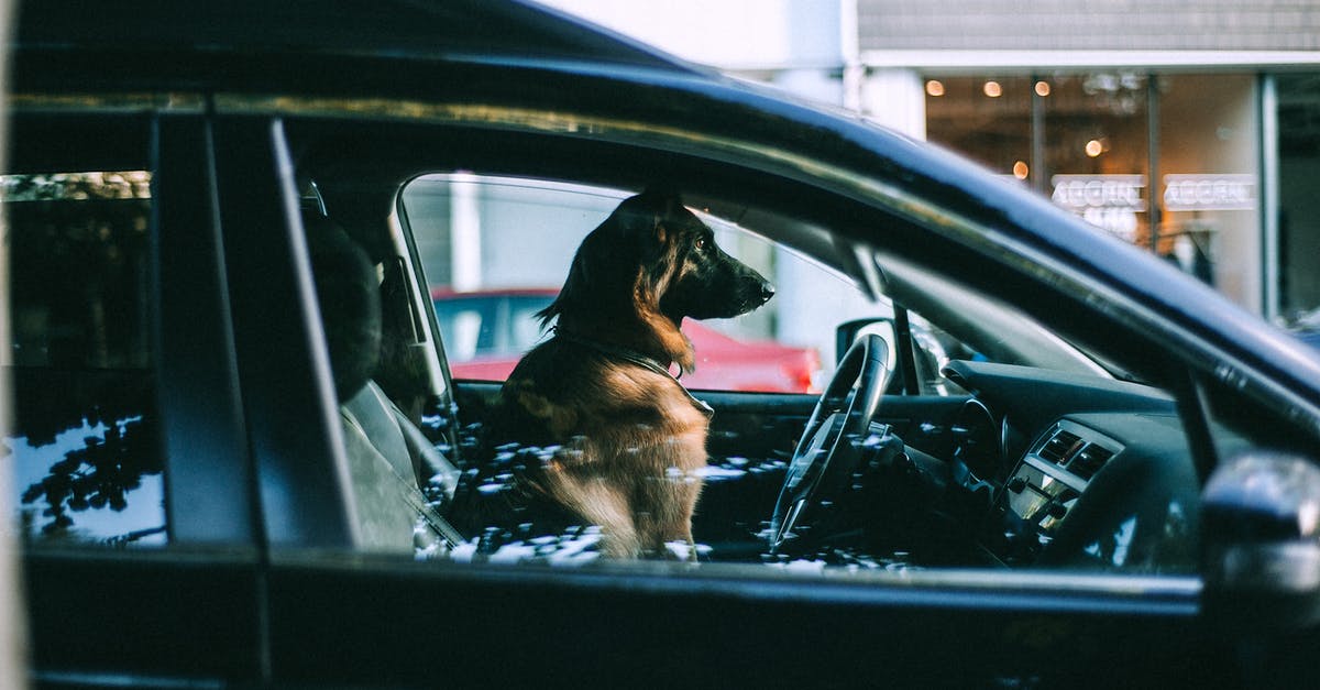 How liable are you for the misconduct of travel companions? - Side view of adult big dog looking away while sitting in automobile and waiting for owner in daytime