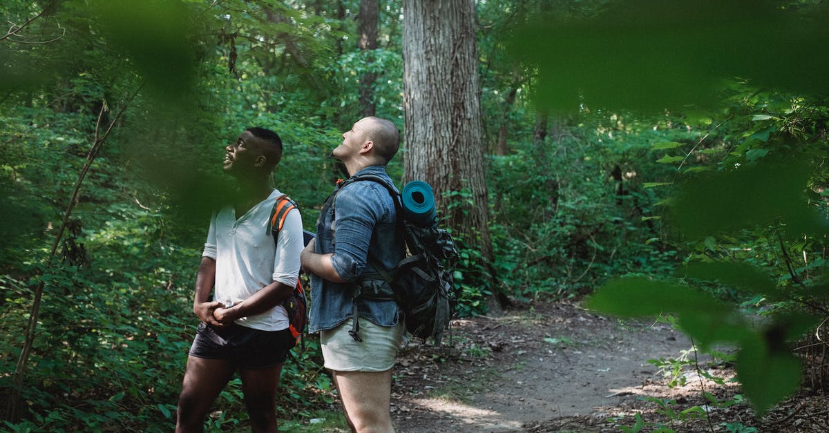 How liable are you for the misconduct of travel companions? - Diverse people with backpacks admiring peaceful trees with green leaves while standing on path in soft focus