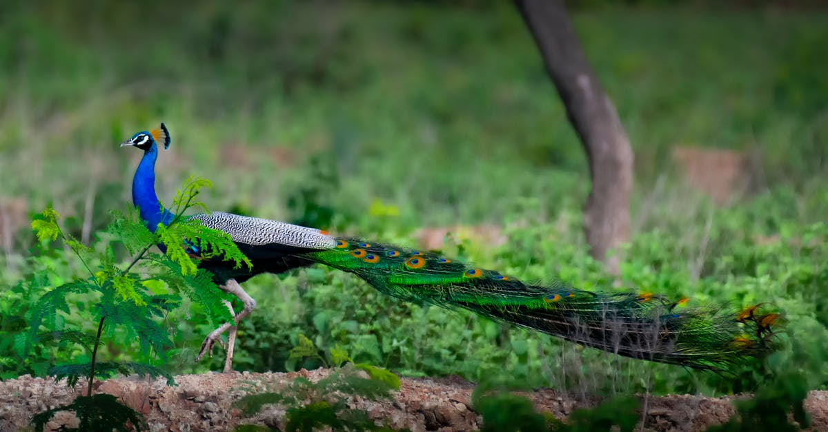 How long can I park in the blue zone in Switzerland? - Wild peacock with long colorful tail and blue neck walking among verdant herb in park