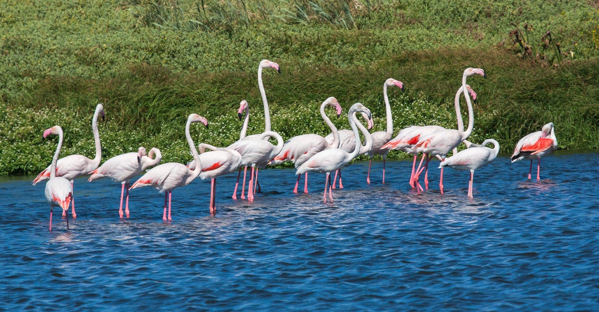 How long can I stay in the UK? - Flock of Flamingos in Body of Water