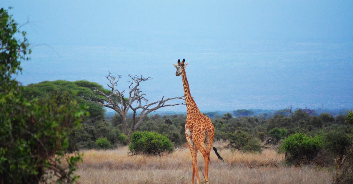How long do I have to leave South Africa before returning? - Brown and Black Giraffe