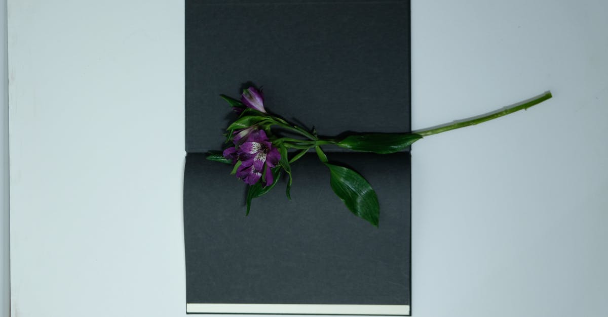 How long in advance can Flixbus tickets be booked - Delicate violet flower in book with black pages