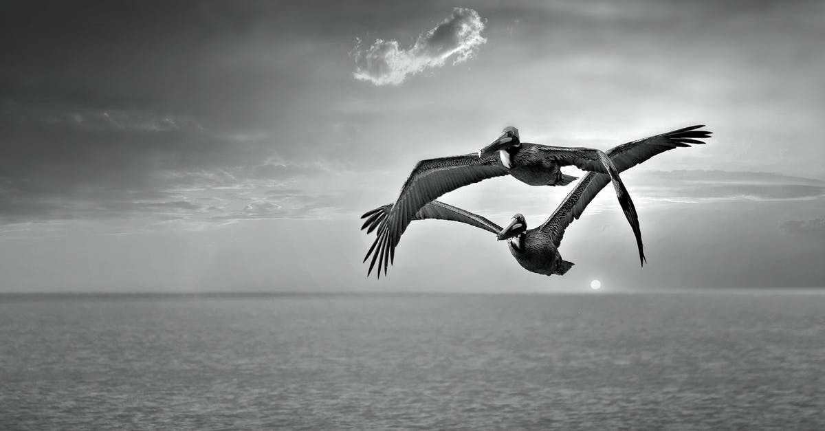 How long was my flight delayed [duplicate] - Pelicans flying over endless sea under sky at sunset