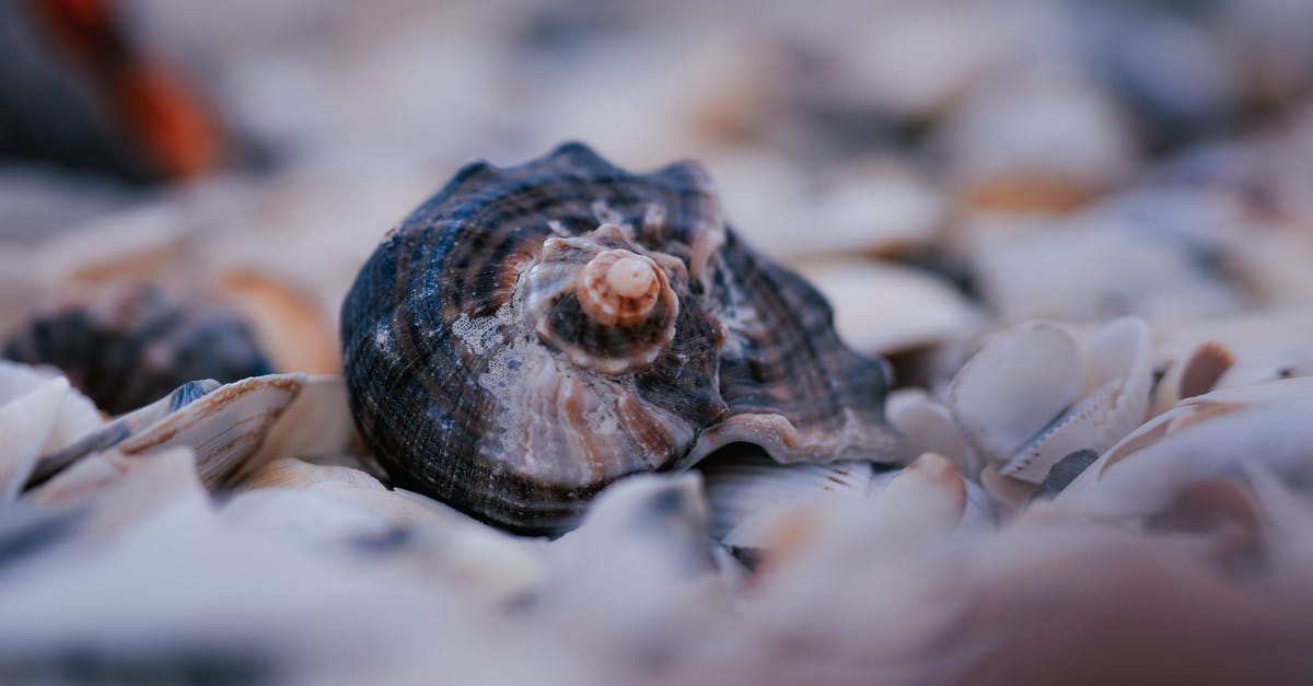 How many 'genius' levels are there on booking.com? [closed] - Coast with various seashells in daylight