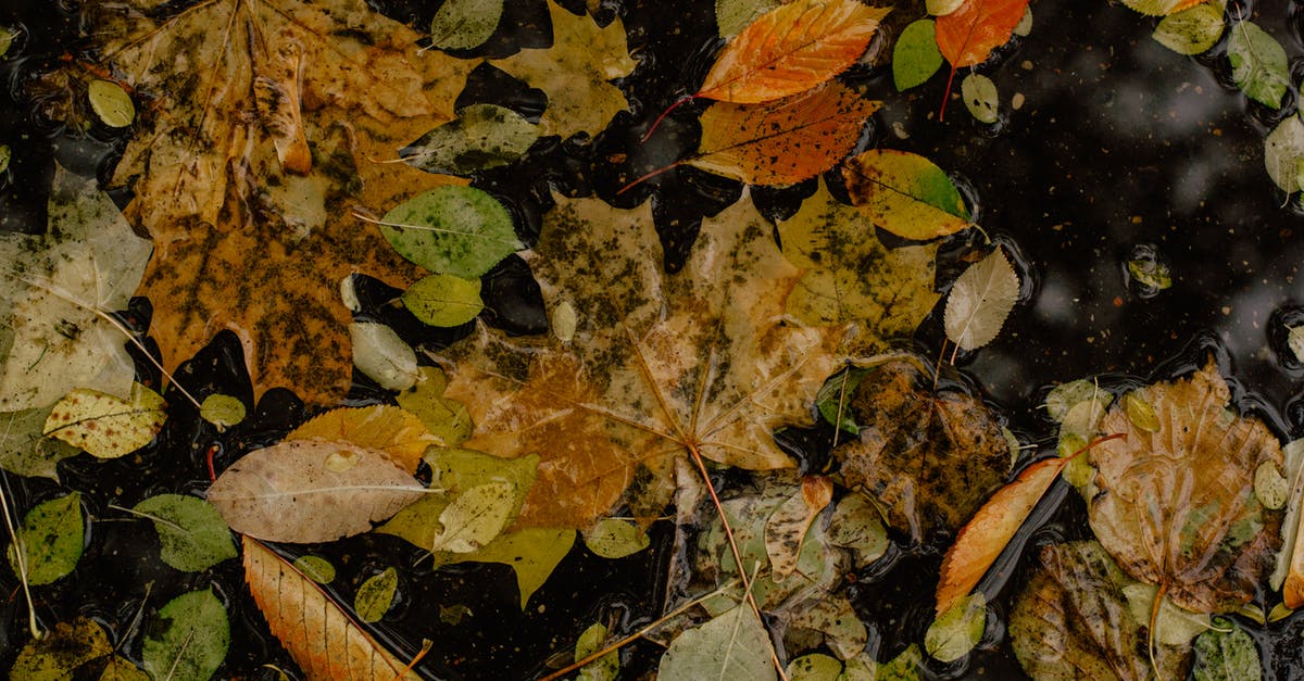 How many days get >1mm of rain in Guimarães and Coimbra? - Assorted autumn leaves lying on wet asphalt road