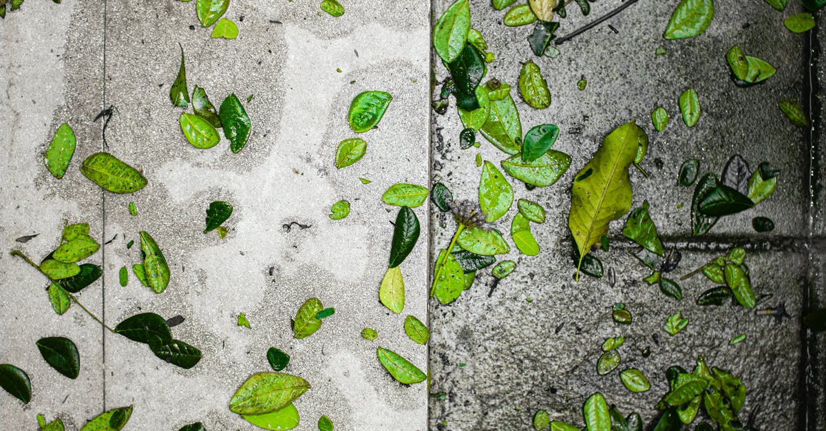 How many days get >1mm of rain in Guimarães and Coimbra? - Green foliage on wet pavement in street