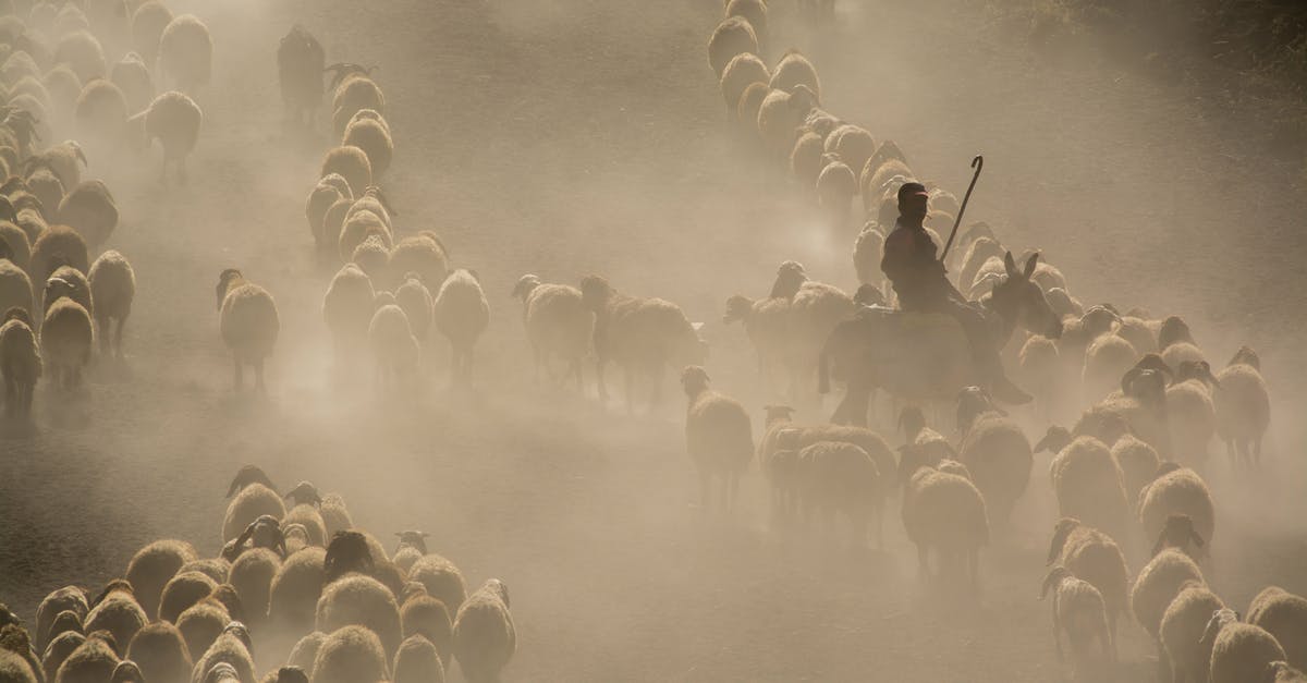 How many people are refused entry by the CBP? - Photo of Herd of Sheep