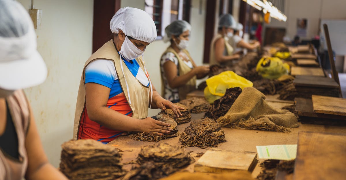 How many people buy First or Business class tickets out-of-pocket? - Side view of anonymous women in sterile caps and masks sorting out tobacco while standing at wooden table in cigar factory during work