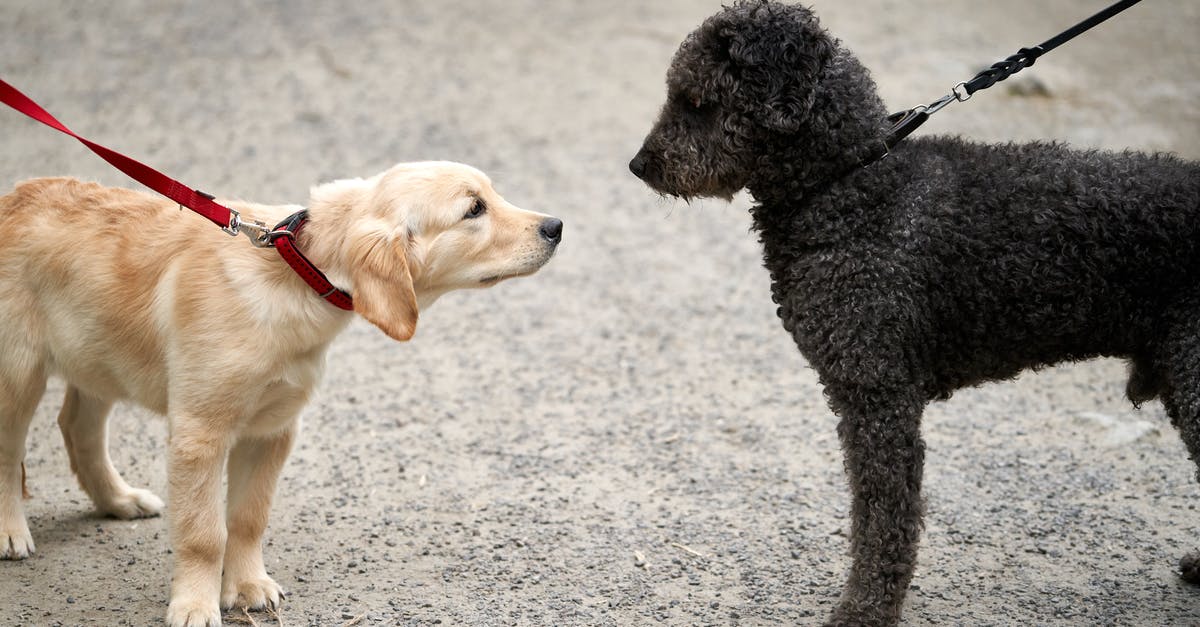 How much do Spanish dogs really bark? - Photo of Dogs on Leash