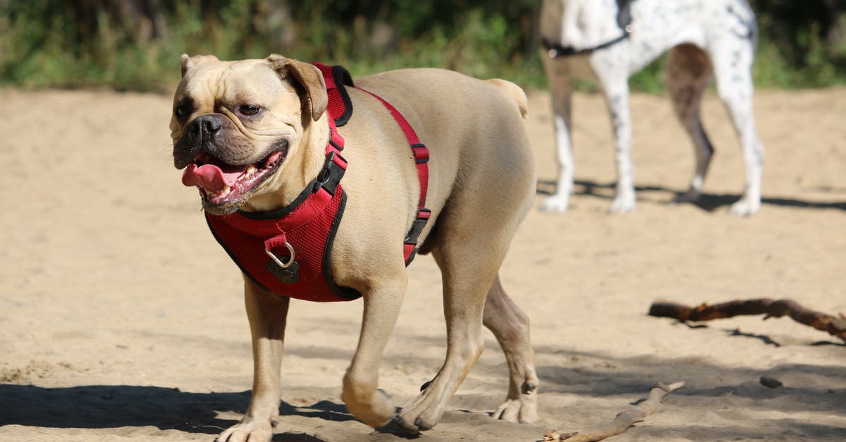 How much do Spanish dogs really bark? - Brown and White Short Coated Dog Running on Brown Sand