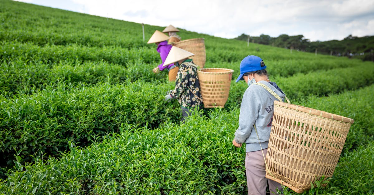 How much does a tourist visa for Vietnam cost? - Unrecognizable people collecting tea in field