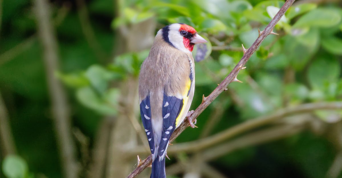 How much for a European trip? [closed] - Bird Perched on Spiky Plant