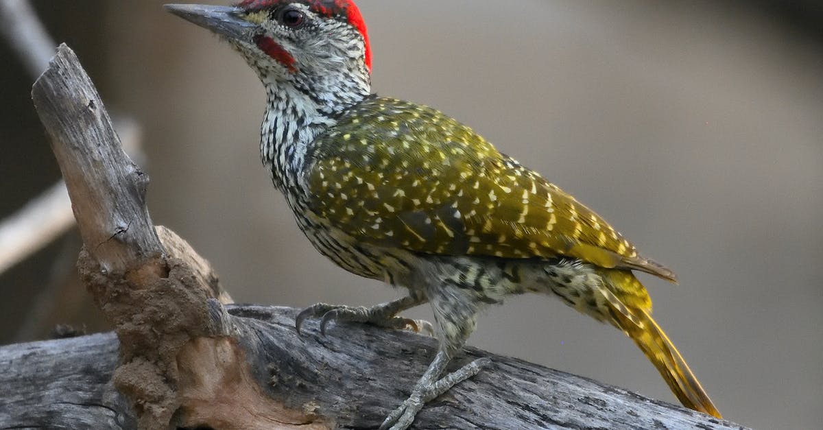 How much for a European trip? [closed] - Wild Bird on the Tree Branch