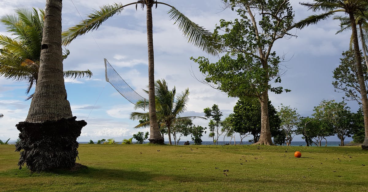 How much is it appropriate to tip in Palm Beach? - Green Palm Trees on Green Grass Field