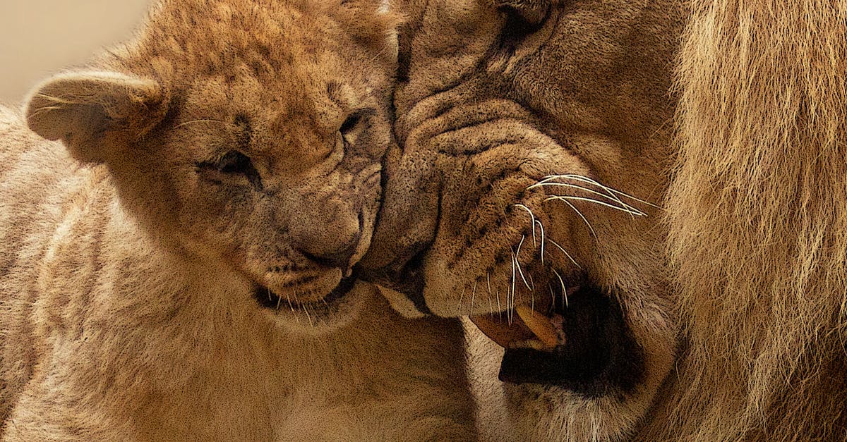 How safe and reliable is the Pride of Africa? - Adult Lion Playing With Lion Cub