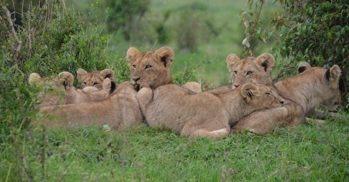 How safe and reliable is the Pride of Africa? - Tan Lionesses on Green Field during Daytime