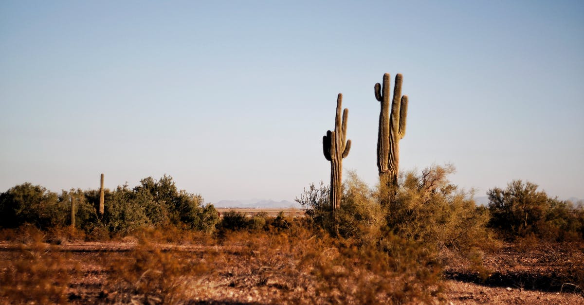 How safe is traveling from Texas to Mexico by bus? - Two Green Cactus Plants at Daytime