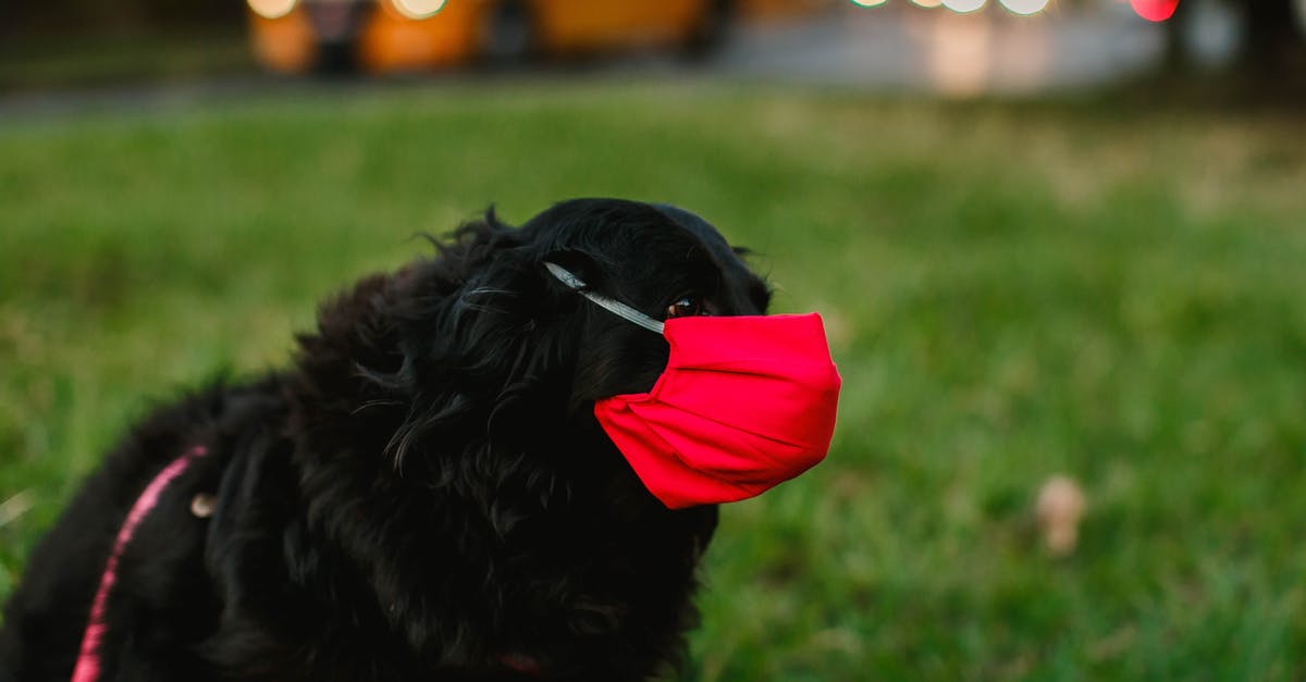 How safe it is for a dog to go through Johannesburg Airport customs? - Side view of black cocker spaniel in red protective mask on grassy meadow in city street