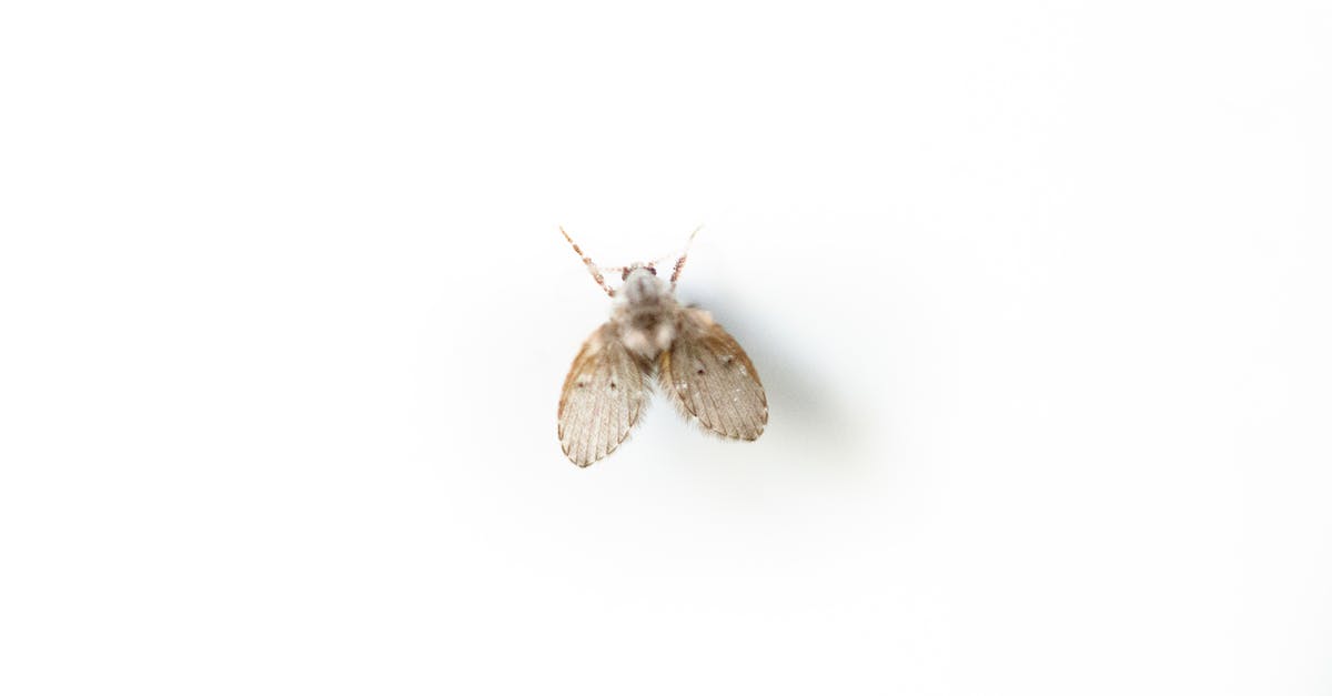 How short notice can you fly to USA? - Small Psychodidae on white surface