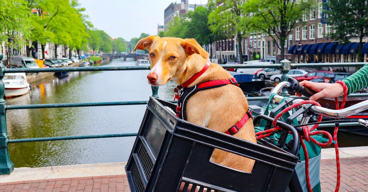 How strict is Lufthansa about pet carrier dimensions? - Photo of an Orange Tabby Cat in a Green Cat Carrier