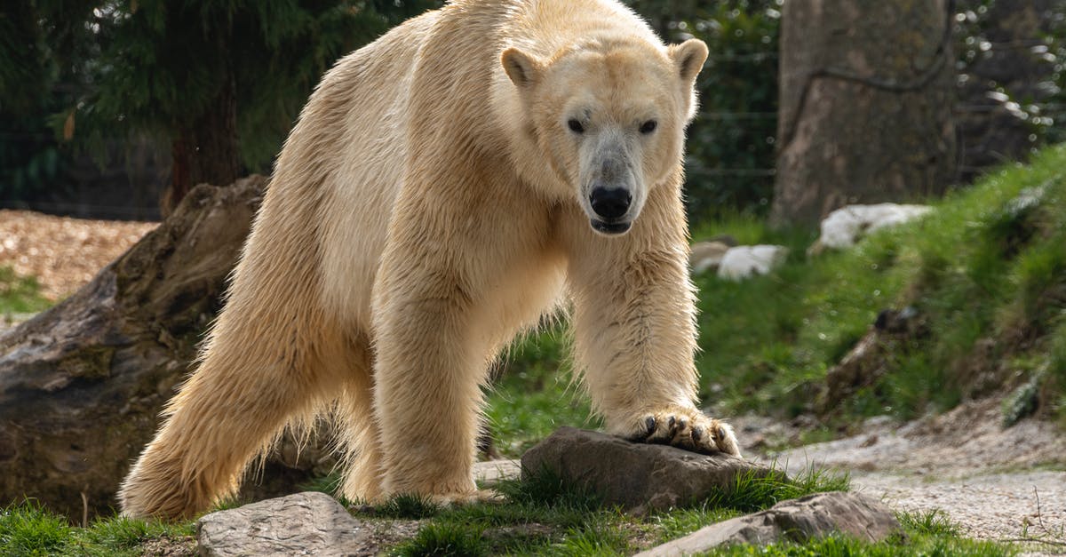 How to avoid polar bear in Antarctica? [closed] - Polar Bear Walking on the Grass