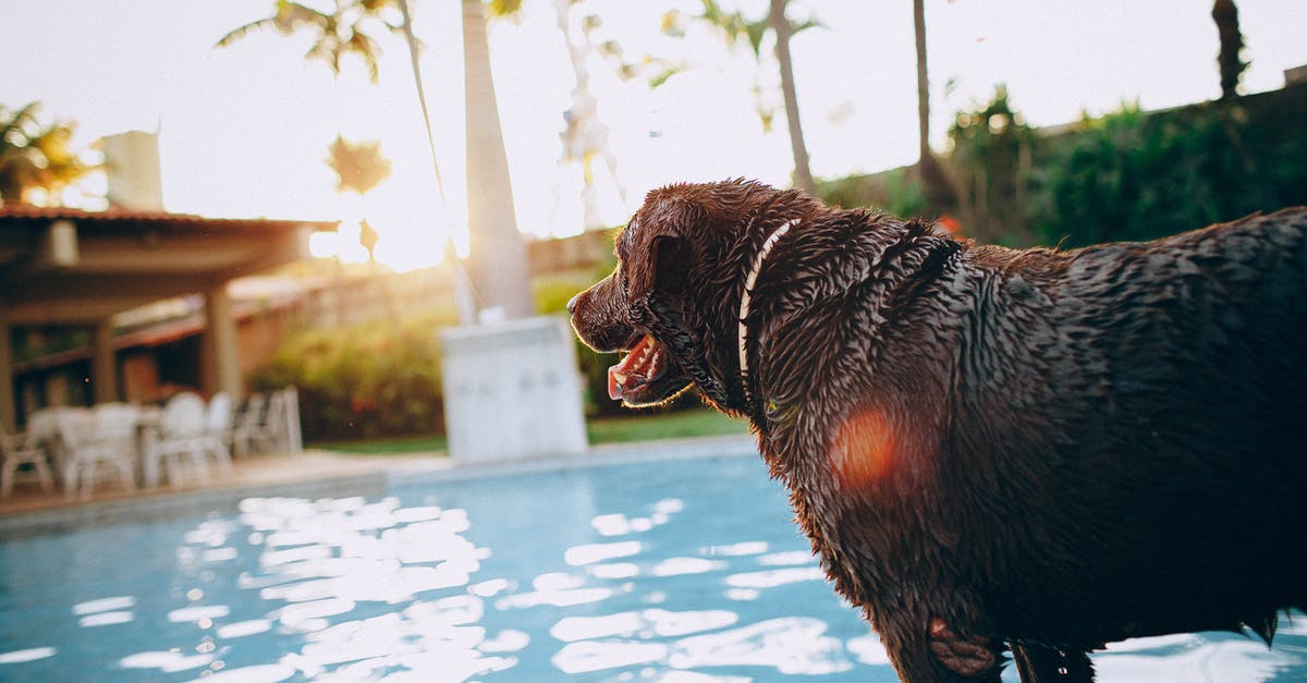 How to check on dog in Animal Hotel in Amsterdam Schipol? - Sid view of wet chocolate Labrador Retriever standing at poolside with tongue out on sunny day in tropical resort