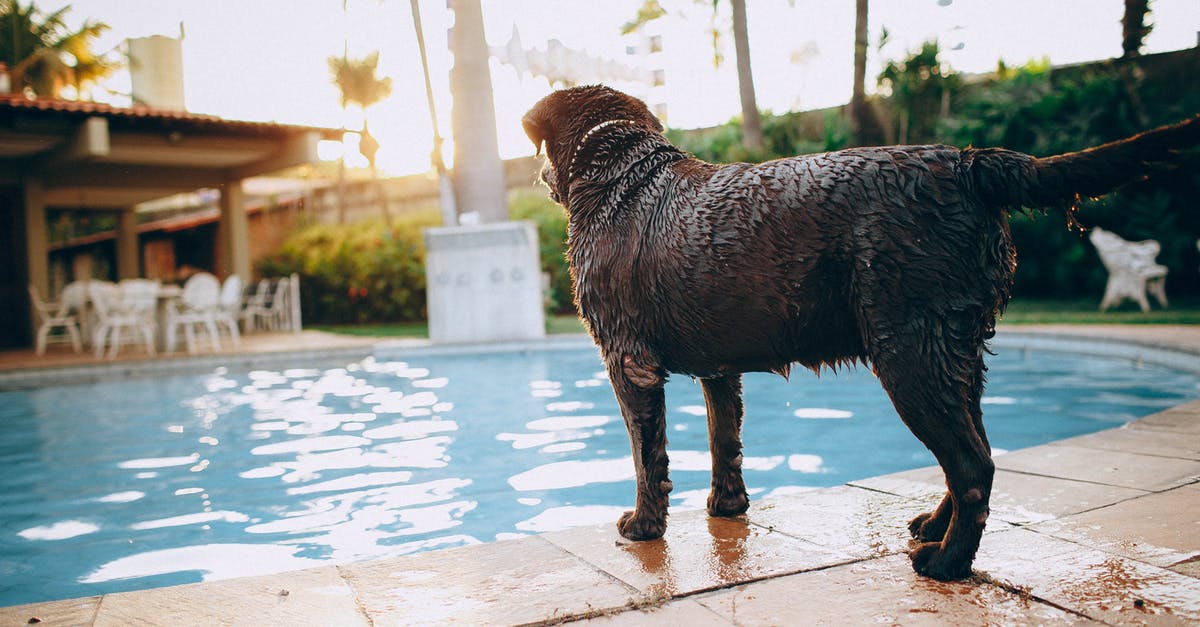 How to check on dog in Animal Hotel in Amsterdam Schipol? - Wet chocolate purebred dog standing at poolside in tropical resort