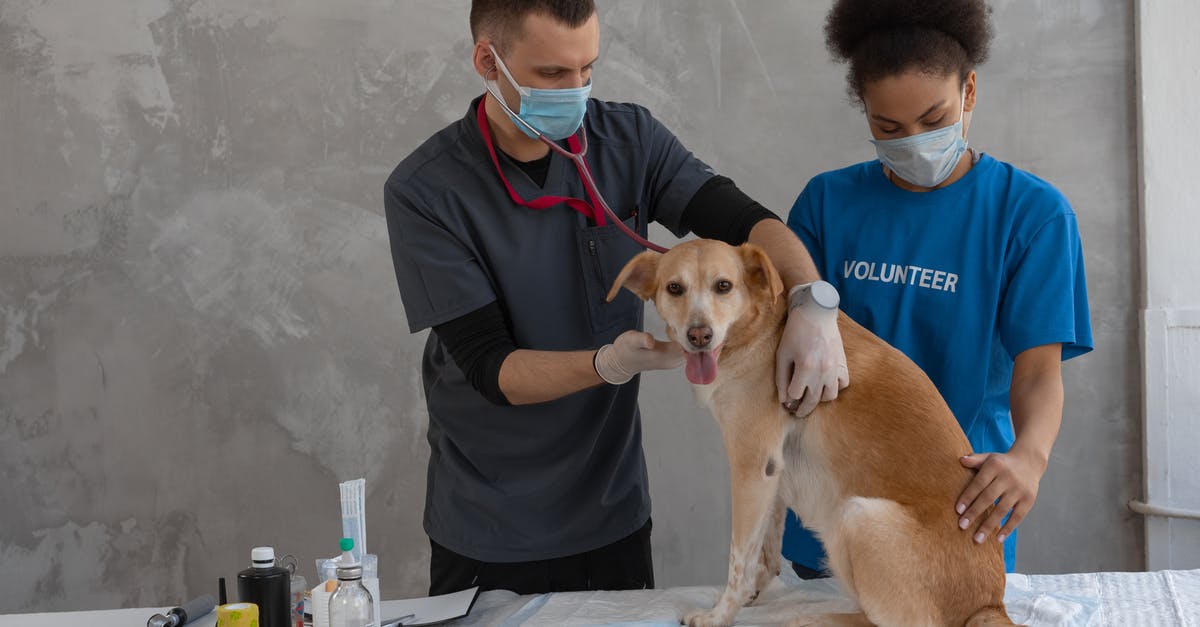 How to check on dog in Animal Hotel in Amsterdam Schipol? - Man with Woman Checking on a Dog 