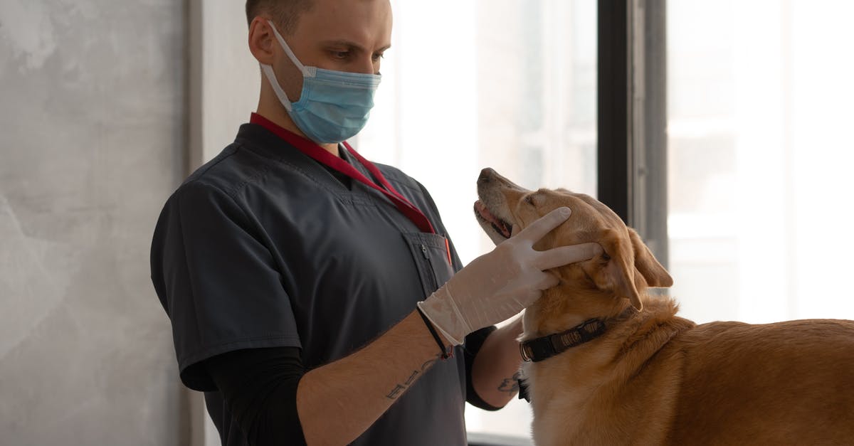 How to check on dog in Animal Hotel in Amsterdam Schipol? - A Doctor Checking the Dog