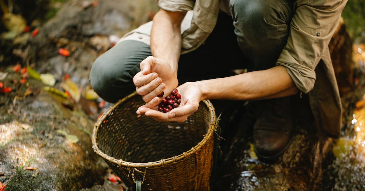 How to collect Oneworld frequent flyer benefits from an RTW trip? - From above of crop faceless male hiker sitting on haunches while picking red berries from forest into wicker bucket
