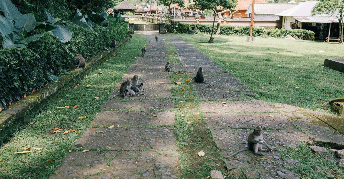 How to contact Schengen Immigration Officers? - Gray and White Cats on Green Grass Field