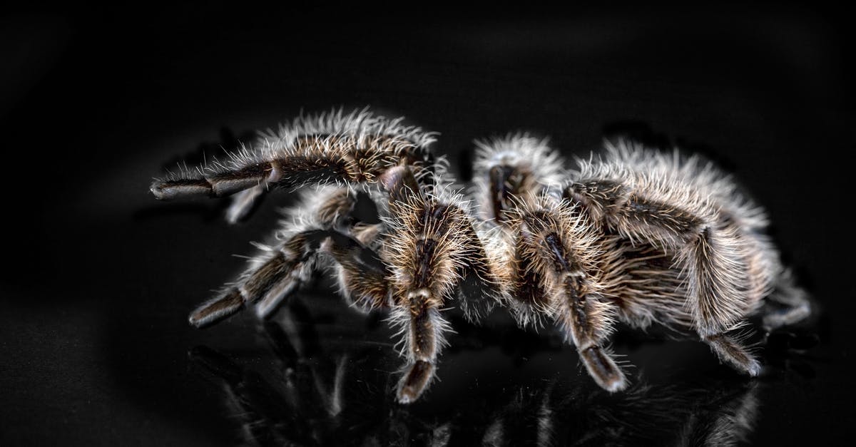 How to cope with disgusting fellow travellers? - Close-up Photo of Black and Brown Tarantula