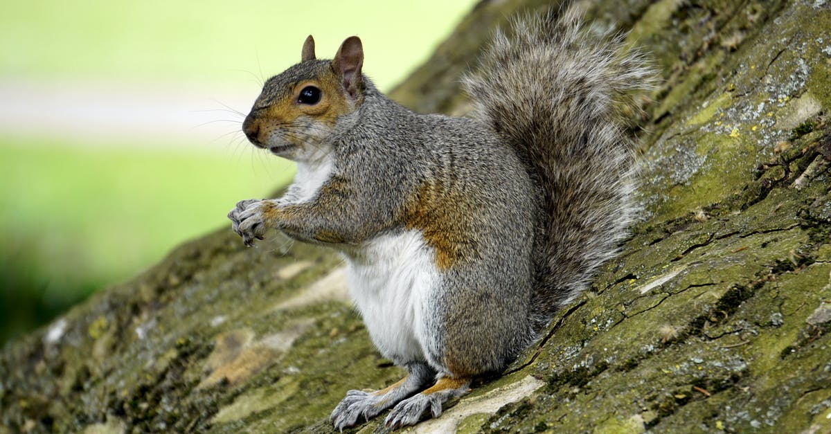 How to determine what I should eat on a flight with passengers with nut allergies - Squirrel on Trunk How to determine what I should eat on a flight with passengers with nut allergies - Squirrel on Trunk
